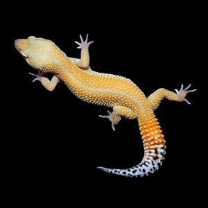 Leopard Gecko (Super Hypo Tangerine Pos Blood) 22