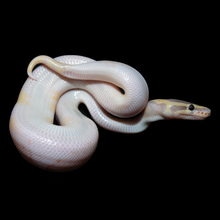 Load image into Gallery viewer, Ball Python (Banana Pied) - 157
