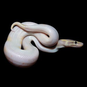 Ball Python (Banana Pied) - 157