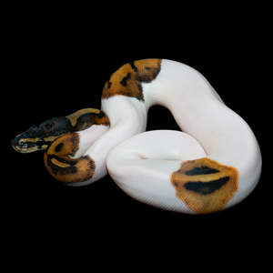 Ball Python (Normal Pied) - 161