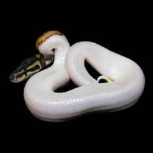 Load image into Gallery viewer, Ball Python (Normal Pied) - 161
