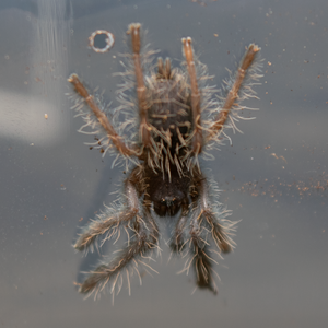 Borneo Purple Earth Tiger (Cyriopagopus sp. hati hati)