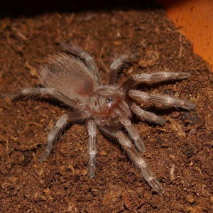 Brazilian Giant Blonde (Nhandu tripepii)