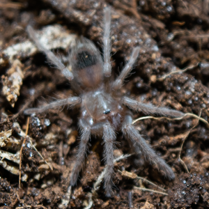 Brazilian Salmon Pink (L parahybana)