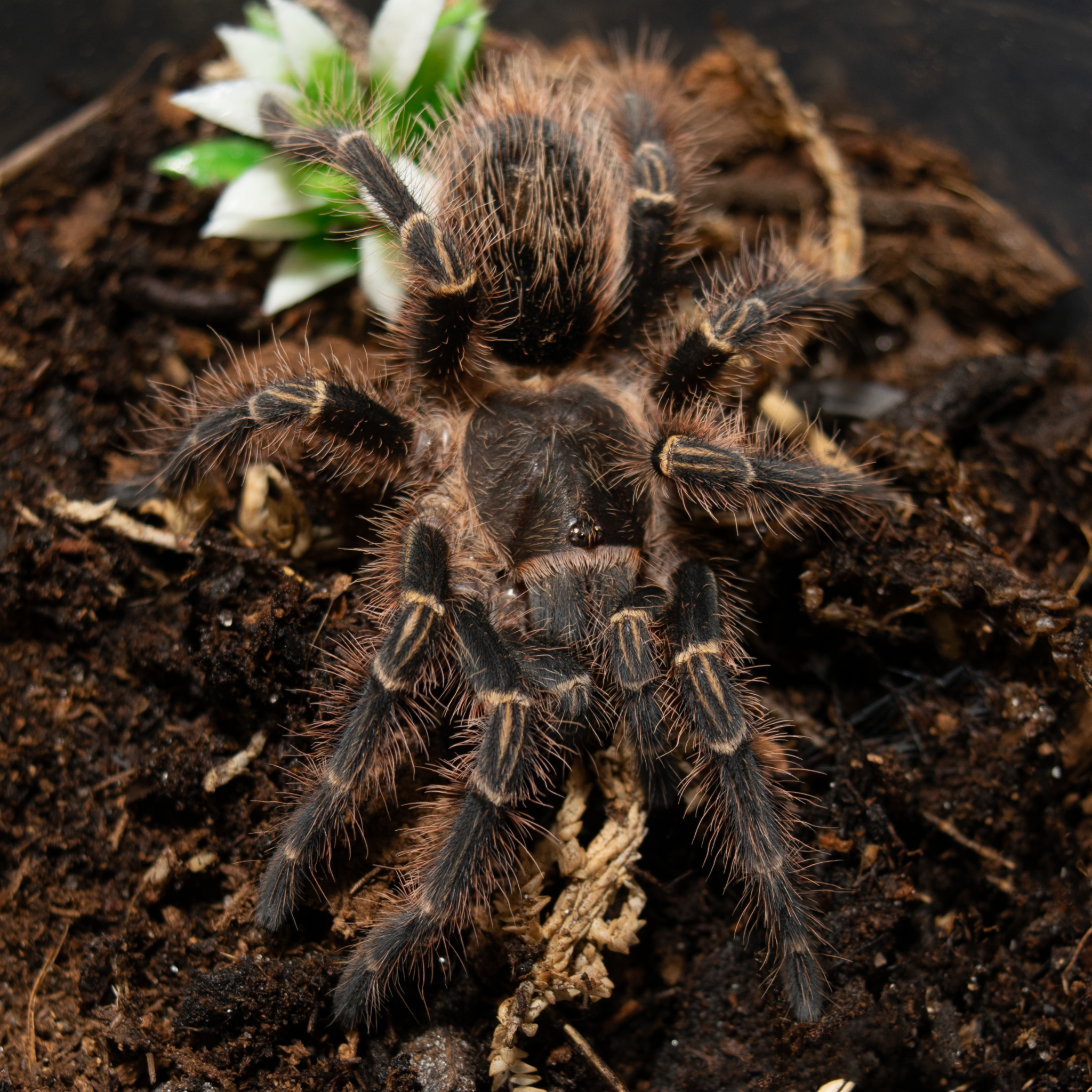 Chaco Golden Knee G. pulchripes