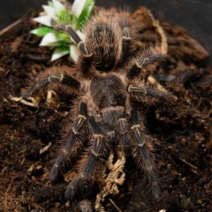 Chaco Golden Knee (G. pulchripes)