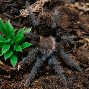 Aphonopelma sp. (Encinos)