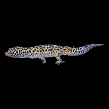 Load image into Gallery viewer, Leopard Gecko (Mack Snow Het Tremper Het Eclipse) MS4
