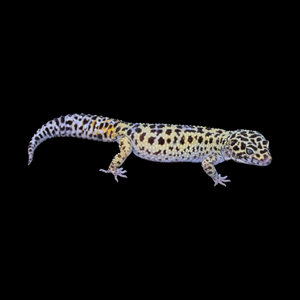 Leopard Gecko (Mack Snow Het Tremper Het Eclipse) MS4