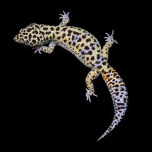 Load image into Gallery viewer, Leopard Gecko (Mack Snow Het Tremper Het Eclipse) MS4
