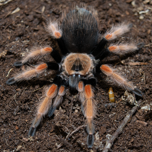 Mexican Fireleg (B boehmei)