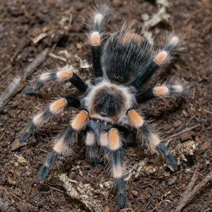 Mexican Redknee (B hamorii)