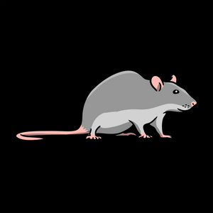 Live Rats - Wholesale