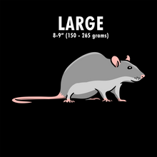 Load image into Gallery viewer, Live Rats

