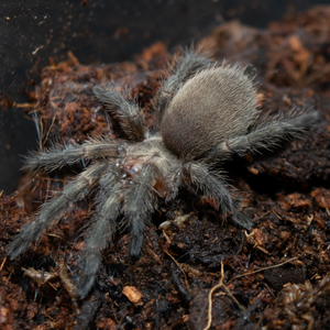 Thai Golden Fringe (O. aureotibialis)