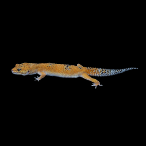 Leopard Gecko (White & Yellow Blood Pos Het Eclipse) WYB1
