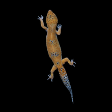 Load image into Gallery viewer, Leopard Gecko (White &amp; Yellow Blood Pos Het Eclipse) WYB1
