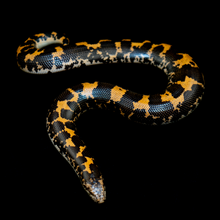 Load image into Gallery viewer, Kenyan Sand Boa (Normal) - 104
