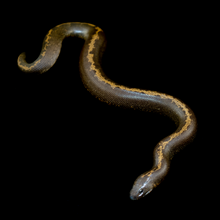Load image into Gallery viewer, Kenyan Sand Boa (Normal Striped) - 105
