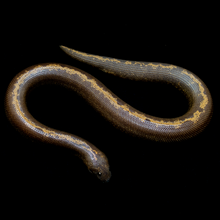 Load image into Gallery viewer, Kenyan Sand Boa (Normal Striped) - 105

