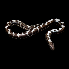 Load image into Gallery viewer, Kenyan Sand Boa (Anery) - 106
