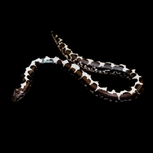 Load image into Gallery viewer, Kenyan Sand Boa (Anery) - 106
