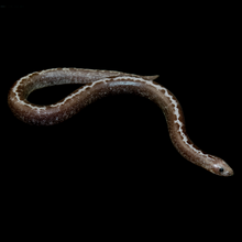 Load image into Gallery viewer, Kenyan Sand Boa (Anery Striped) - 107
