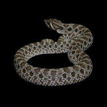 Load image into Gallery viewer, Western Hognose (Normal) - 27
