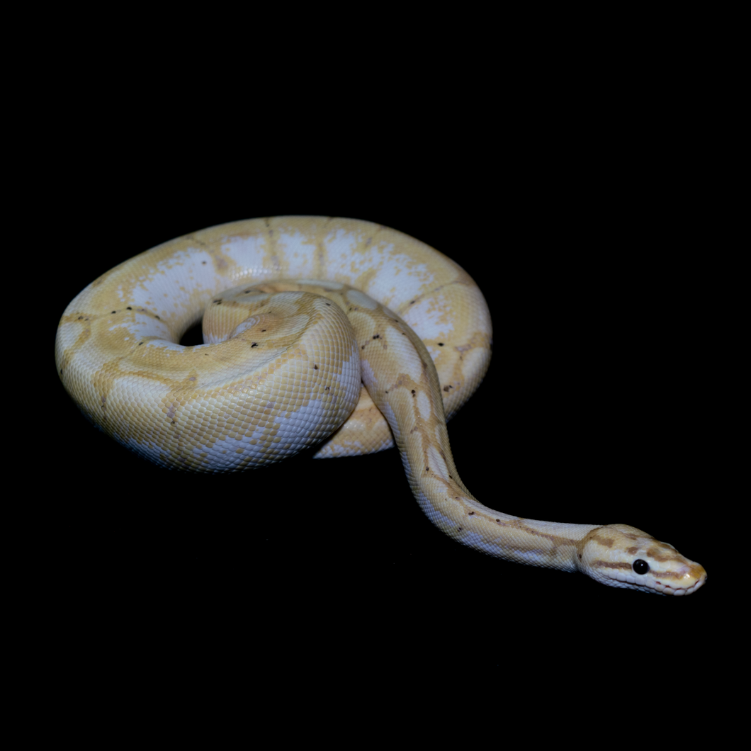 Ball Python (Banana Spider) - 60