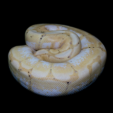 Load image into Gallery viewer, Ball Python (Banana Spider) - 60

