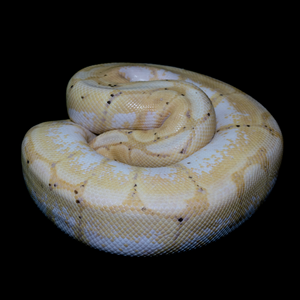 Ball Python (Banana Spider) - 60