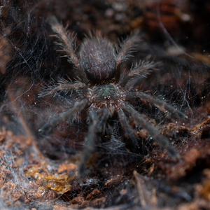 Brazilian Blue Dwarf (D diamantinensis)