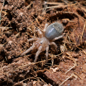 Brazilian Red & White Knee (N chromatus)