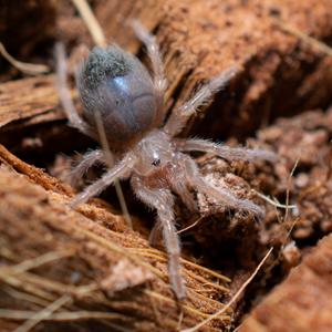 Mexican Flame Knee (B auratum)