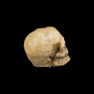 Large Realistic Human Skull