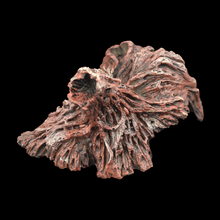 Load image into Gallery viewer, Fallen Tree Stump - Wholesale
