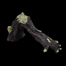 Load image into Gallery viewer, Broken Tree Branch - Wholesale
