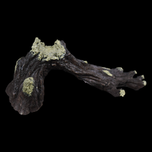 Load image into Gallery viewer, Broken Tree Branch - Wholesale

