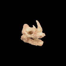 Load image into Gallery viewer, Dinosaur Skull
