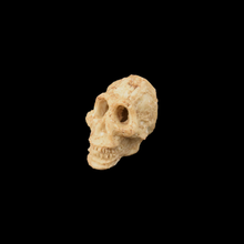 Load image into Gallery viewer, Small Human Skull - Wholesale
