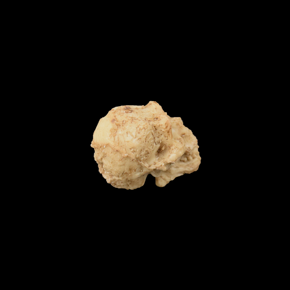 Small Human Skull – Arachnid Shop