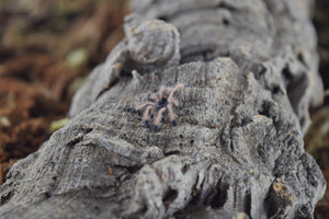 Pink Toe Tarantula - Avicularia Avicularia