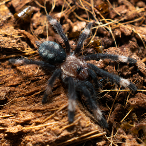 Venezuelan Suntiger (Psalmopoeus irminia)